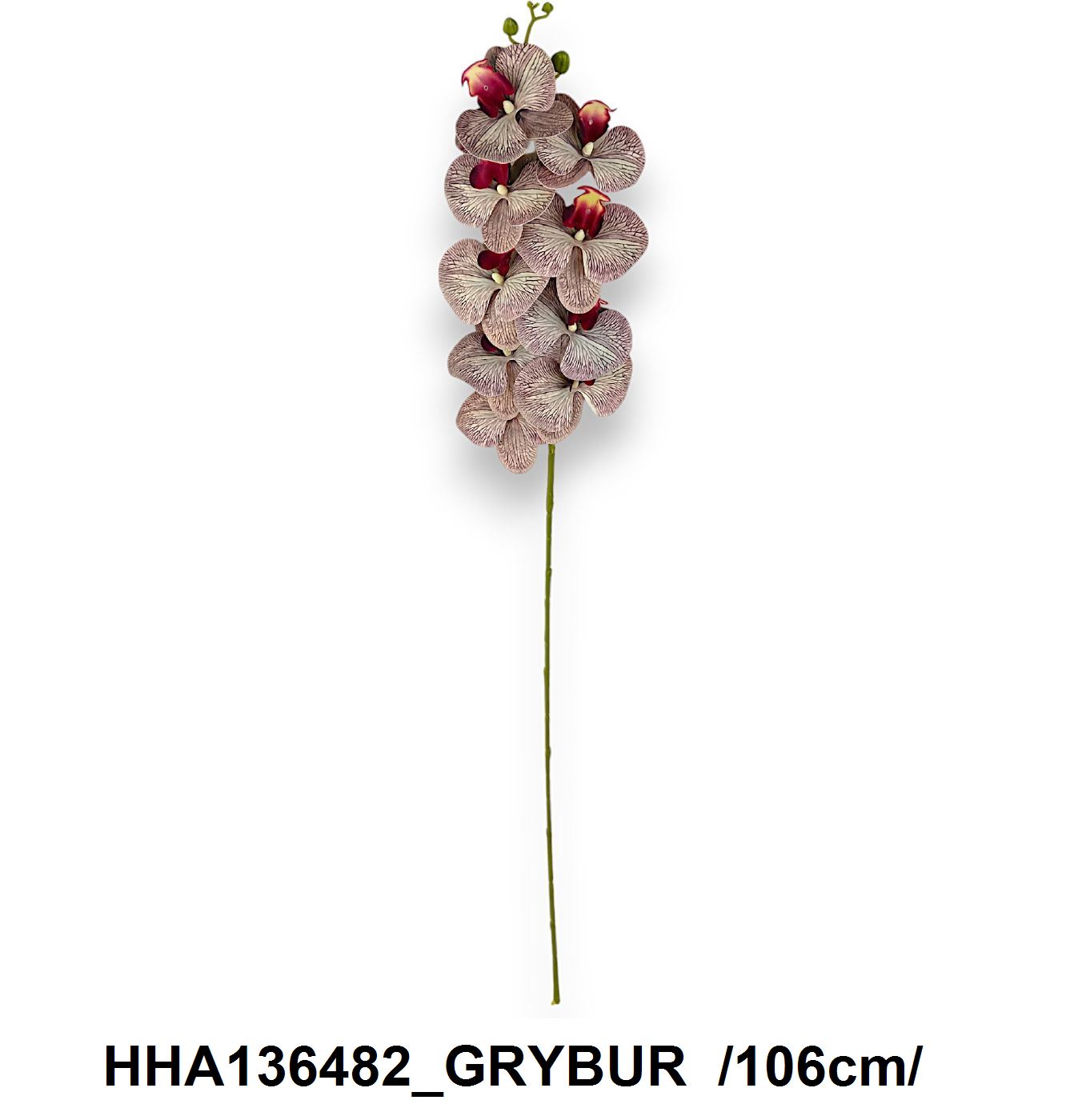 HHA136482_GRYBUR.jpg