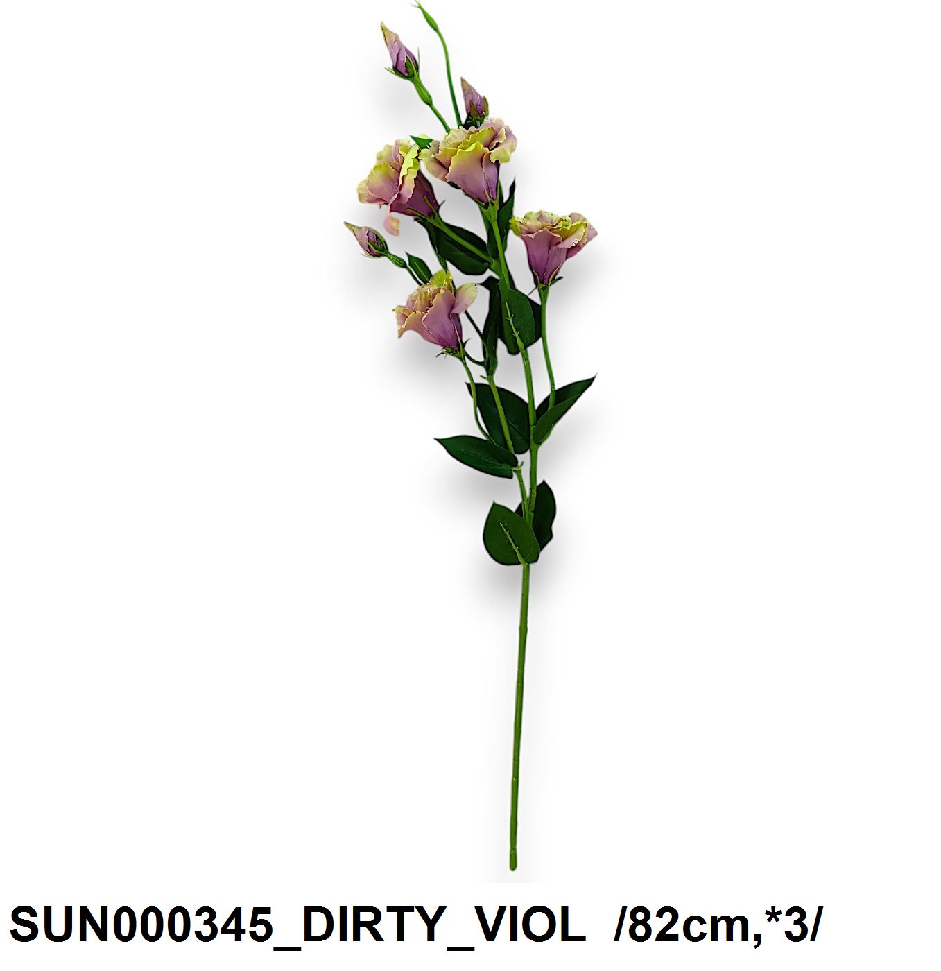 SUN000345_DIRTY_VIOL.jpg